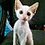 black_bean1905