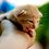 Hoang_Khuong1