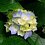 kim_thanh