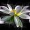 LastLotus