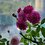 Nicky_Chang
